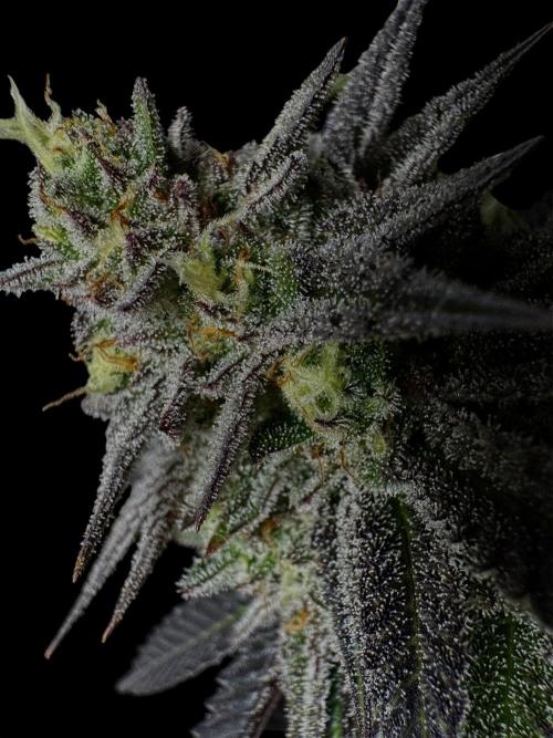 Delicious Cookies #3. Week 14