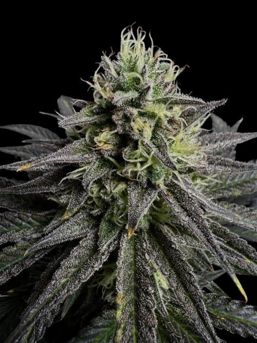DeliciouS Cookies 11x. Week 12