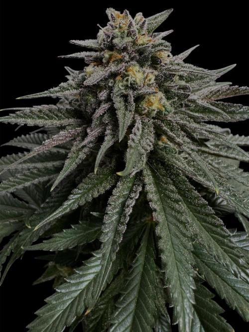 DeliciouS Cookies 11x. Week 12