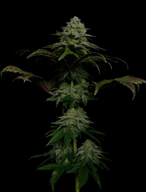 DeliciouS Cookies 11x. Week 12