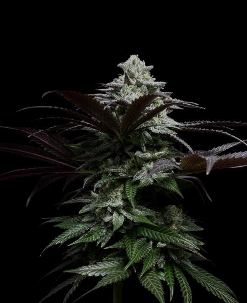Delicious Cookies #3. Week 14
