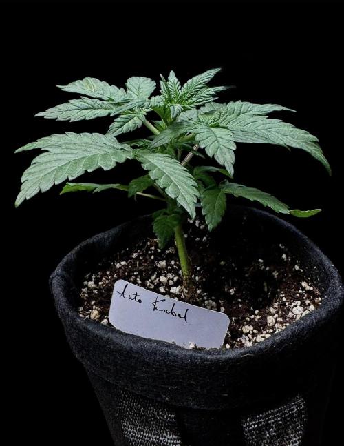 Auto Kabul. Week 4