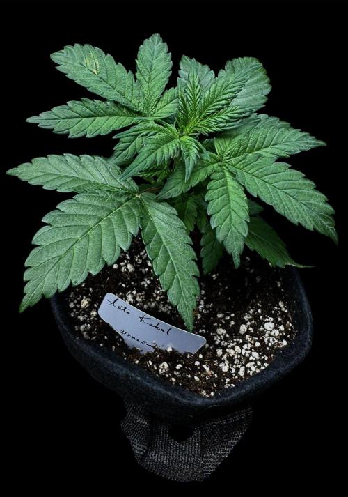 Auto Kabul. Week 4