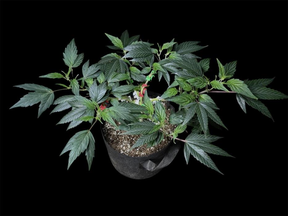Delicious Cookies rêves. Week 12