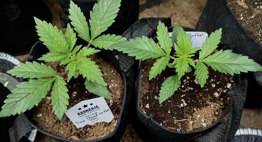 Pure skunk Go Fast. Week 3