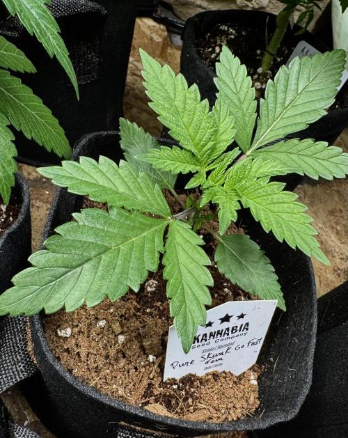 Pure skunk Go Fast. Week 3