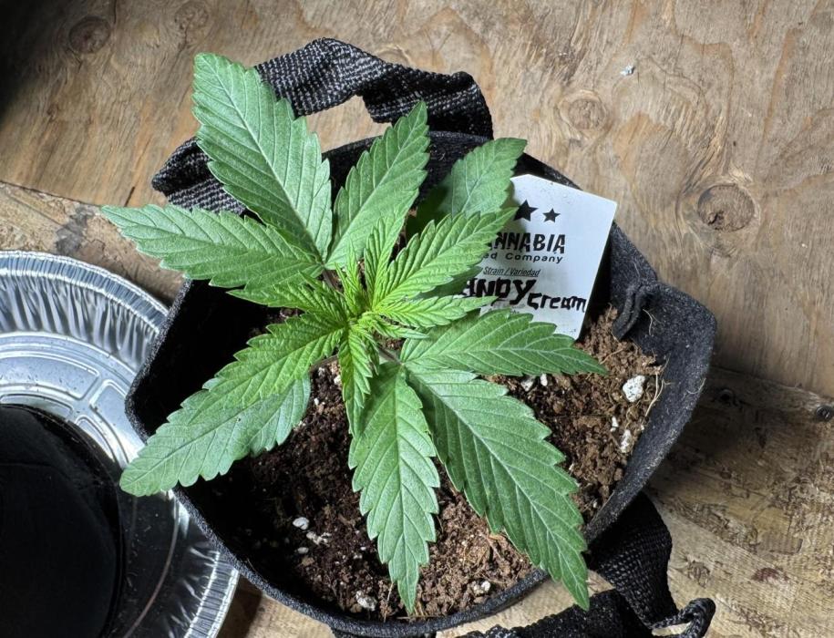 Candy Cream Go Fast. Week 3