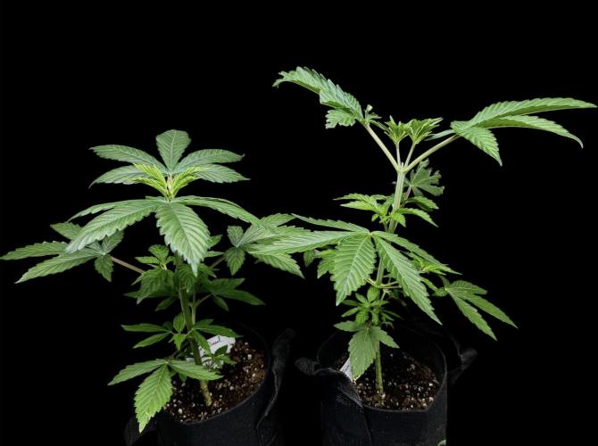 Sour Diesel . Week 5