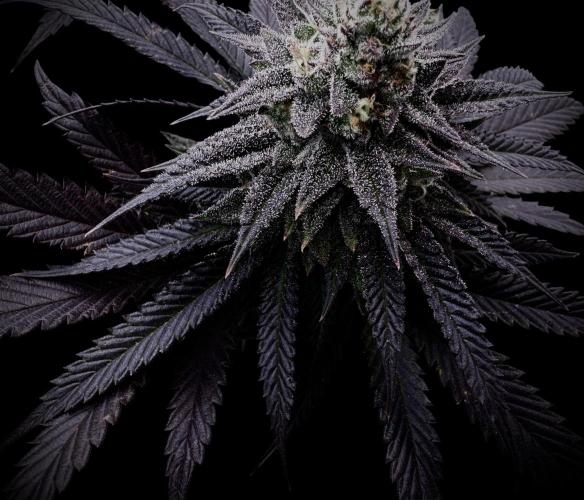 Delicious Cookies #3. Week 14