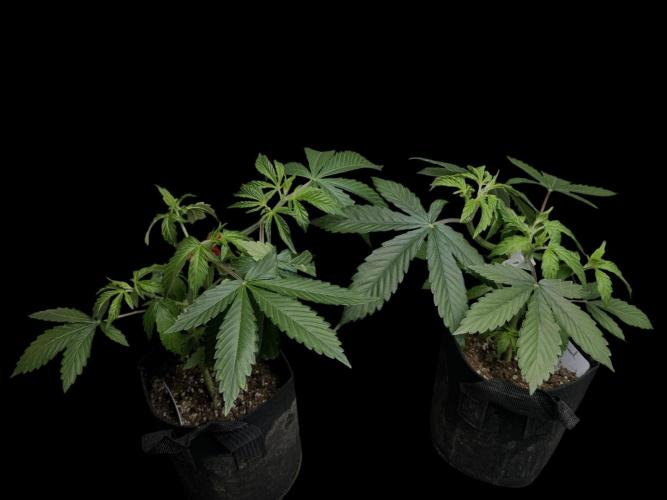 Sour Diesel . Week 5