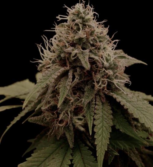 Sunset Sherbet Go Fast. Week 20