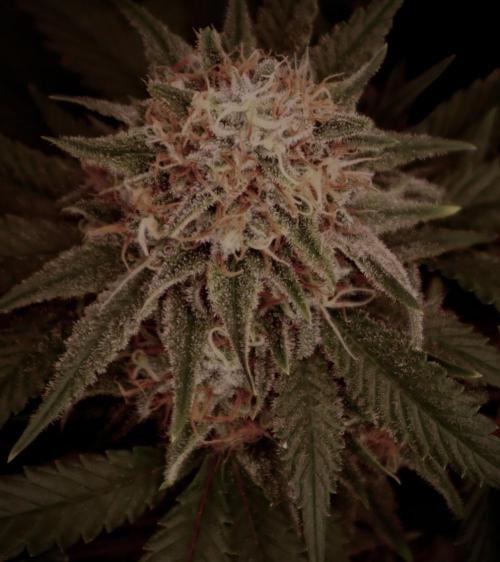 Sunset Sherbet Go Fast. Week 20