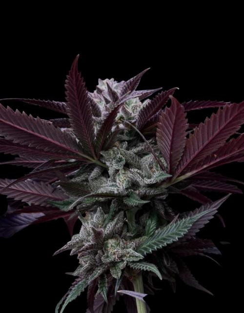 Delicious Cookies #3. Week 14