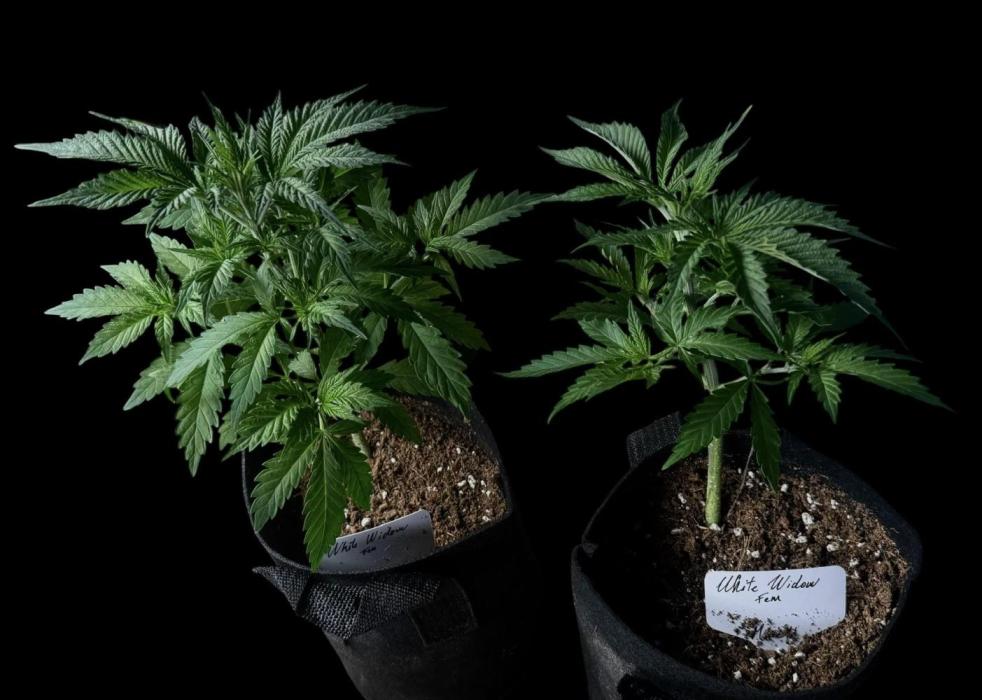 White Widow. Week 5