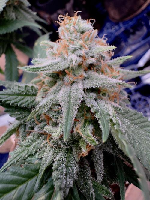 Sunset Sherbet Go Fast. Week 20 - Pheno 🏆 