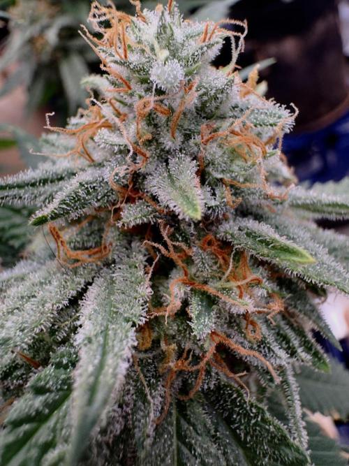 Sunset Sherbet Go Fast. Week 20