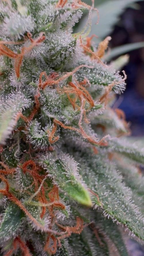 Sunset Sherbet Go Fast