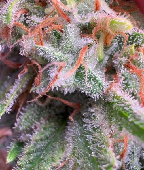 Sunset Sherbet Go Fast