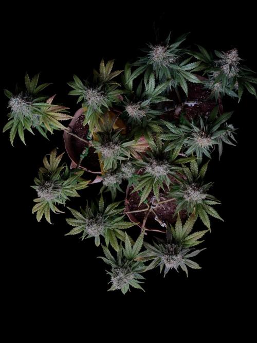 Sunset Sherbet Go Fast. Week 21