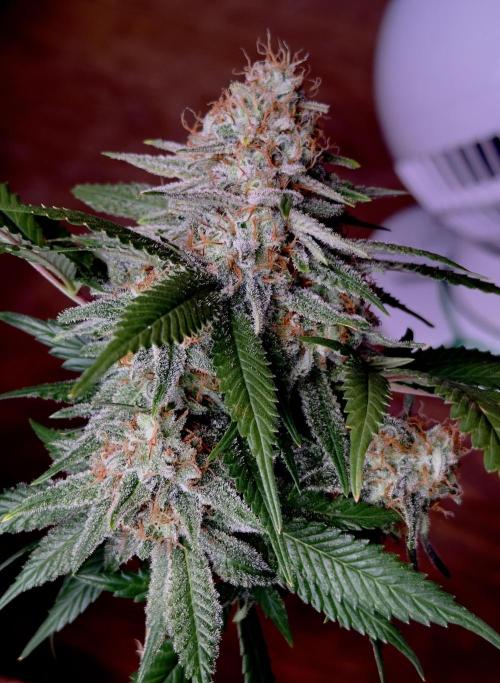 Sunset Sherbet Go Fast. Week 21
