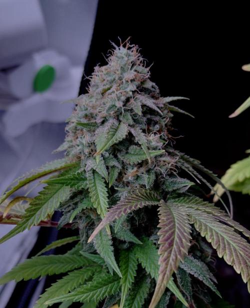 Sunset Sherbet Go Fast. Week 21
