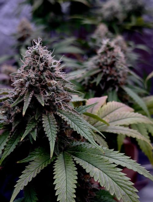 Sunset Sherbet Go Fast. Week 21