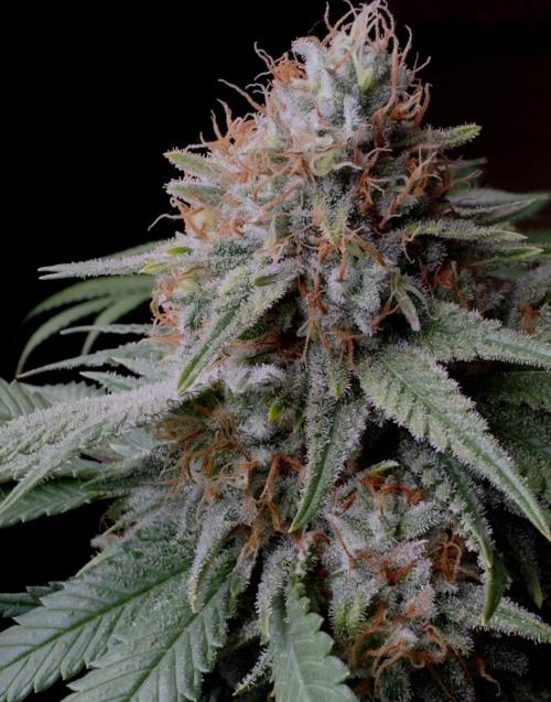 Sunset Sherbet Go Fast. Week 21