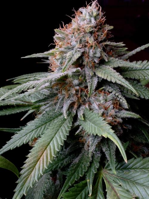 Sunset Sherbet Go Fast. Week 21