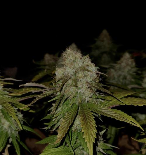 Sunset Sherbet Go Fast. Week 21