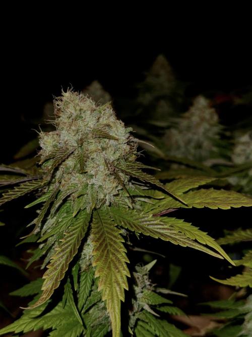 Sunset Sherbet Go Fast. Week 21