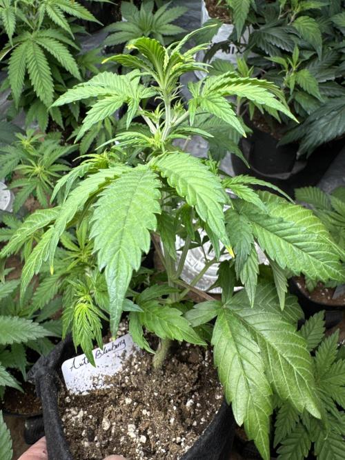Auto Blueberry. Week 4