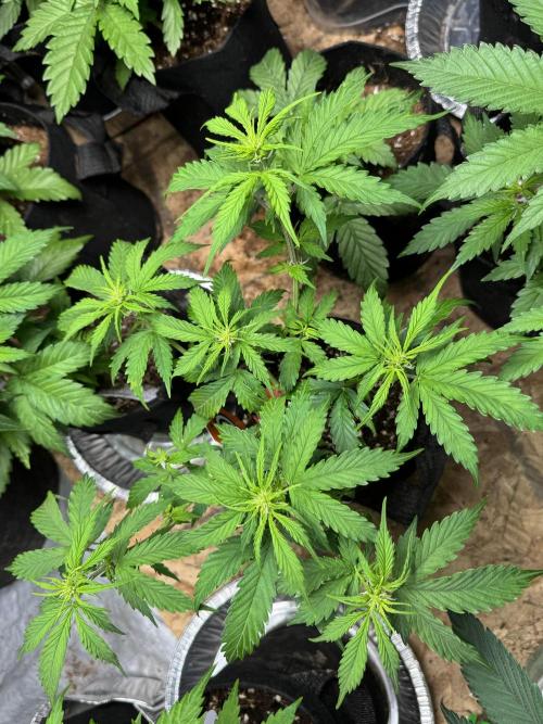 Strawberry Haze Auto. Week 6