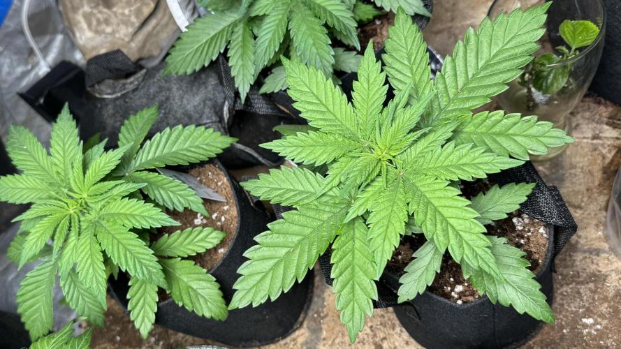 Pure Skunk Go Fast. Week 4