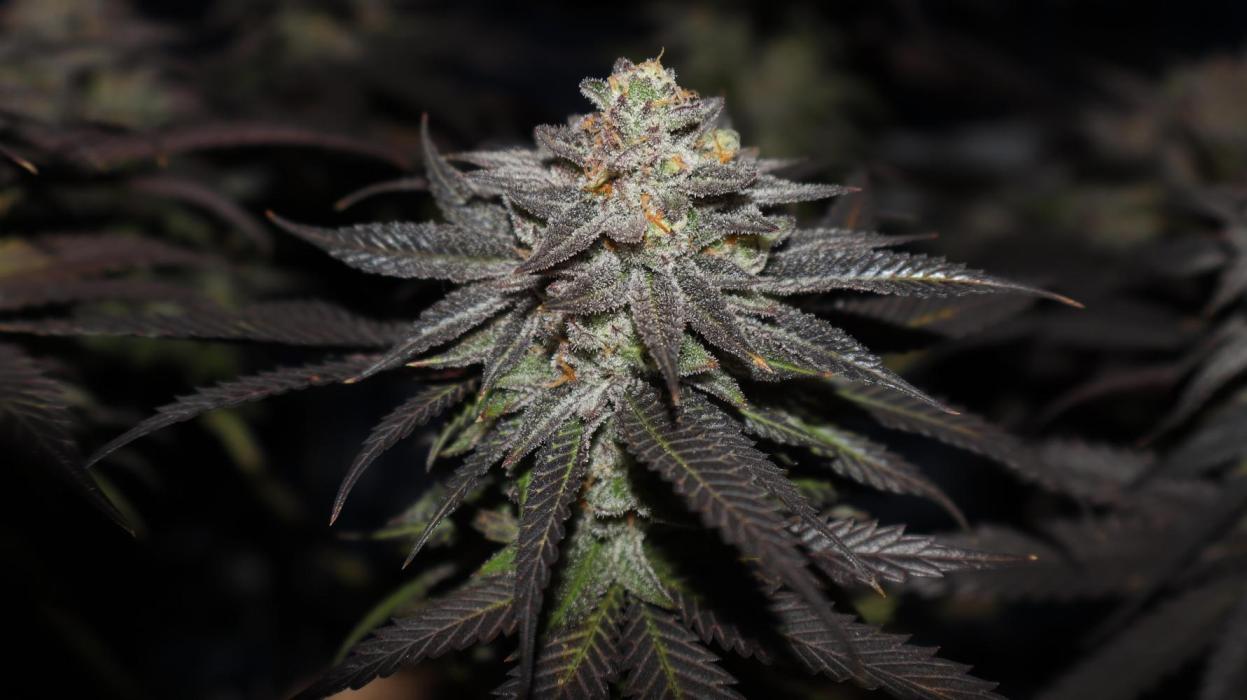 Delicious Cookies #3. Week 15