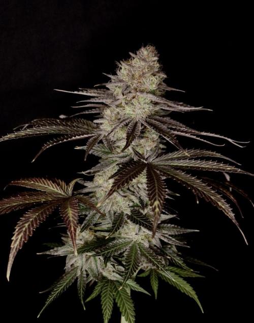 DeliciouS Cookies 11x. Week 13