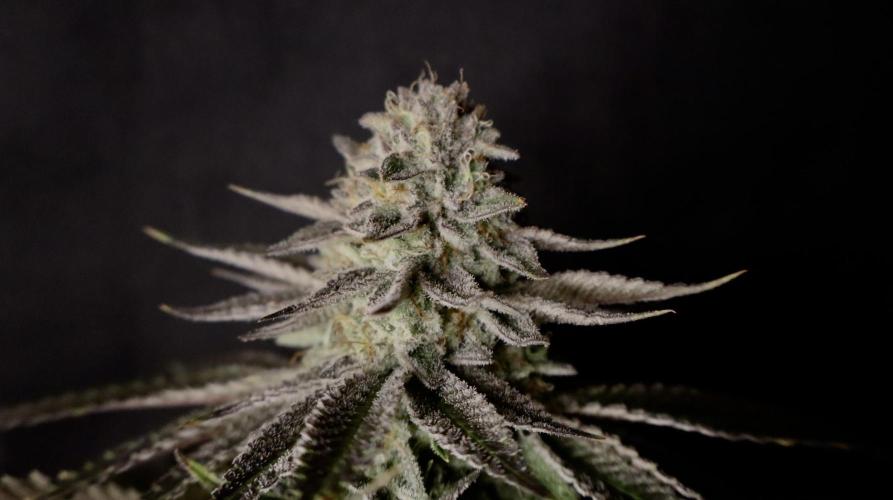 DeliciouS Cookies 11x. Week 13