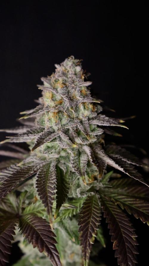 DeliciouS Cookies 11x. Week 13