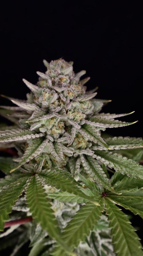 DeliciouS Cookies 11x. Week 13