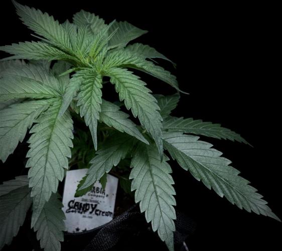 Candy Cream Go Fast. Week 4