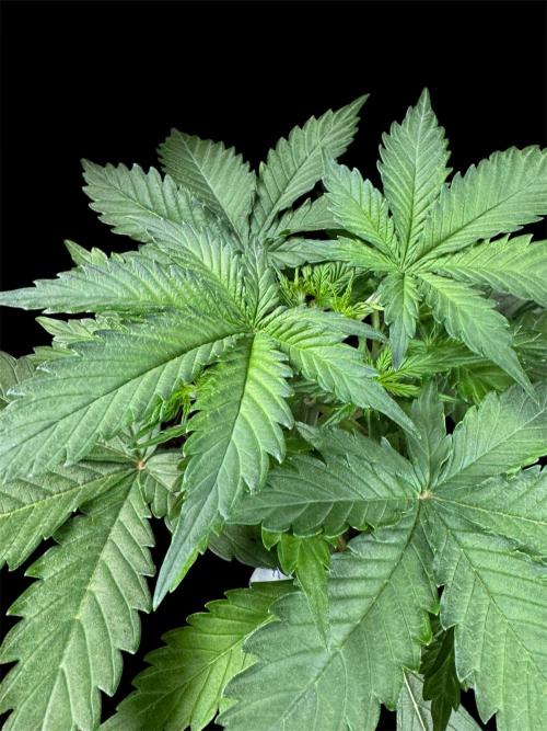 Auto Kabul. Week 5