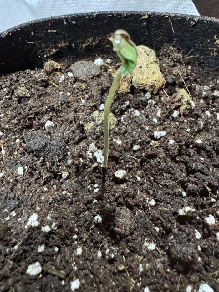 Baby BOOM ‼️. Week 1