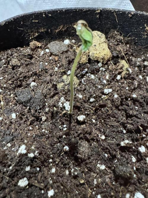 Baby Boom Auto. Week 1