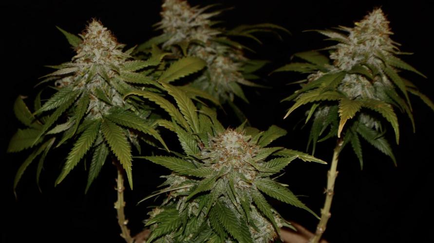 Sunset Sherbet Go Fast. Week 22