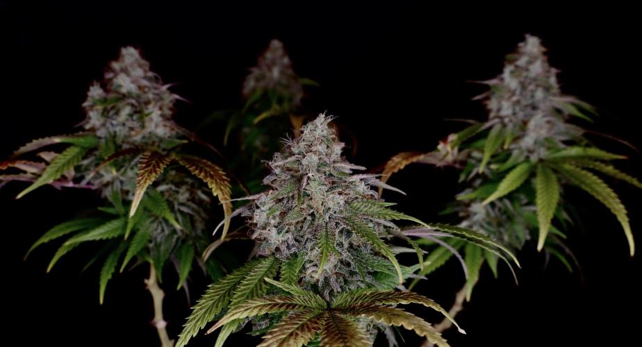 Sunset Sherbet Go Fast. Week 22