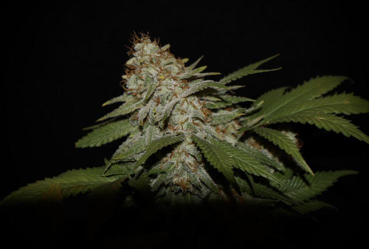 Sunset Sherbet Go Fast. Week 22