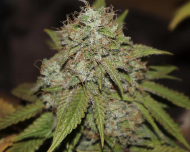 Sunset Sherbet Go Fast. Week 22