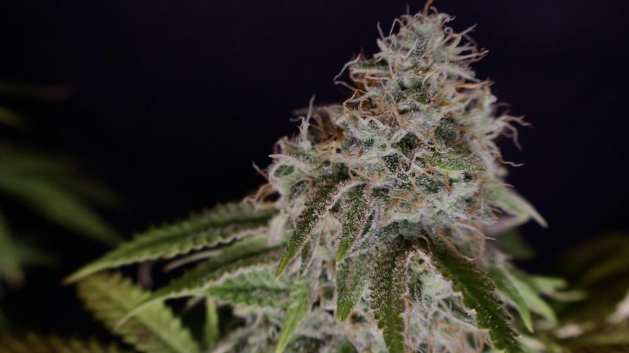 Sunset Sherbet Go Fast. Week 22