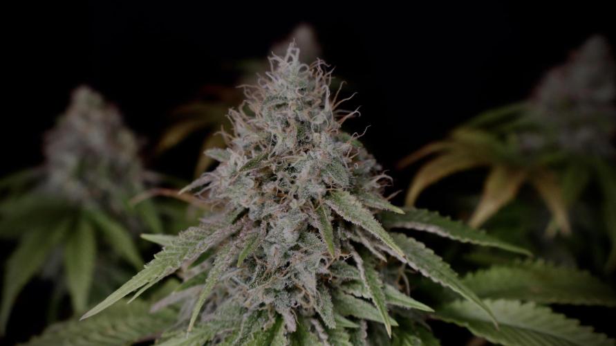 Sunset Sherbet Go Fast. Week 22