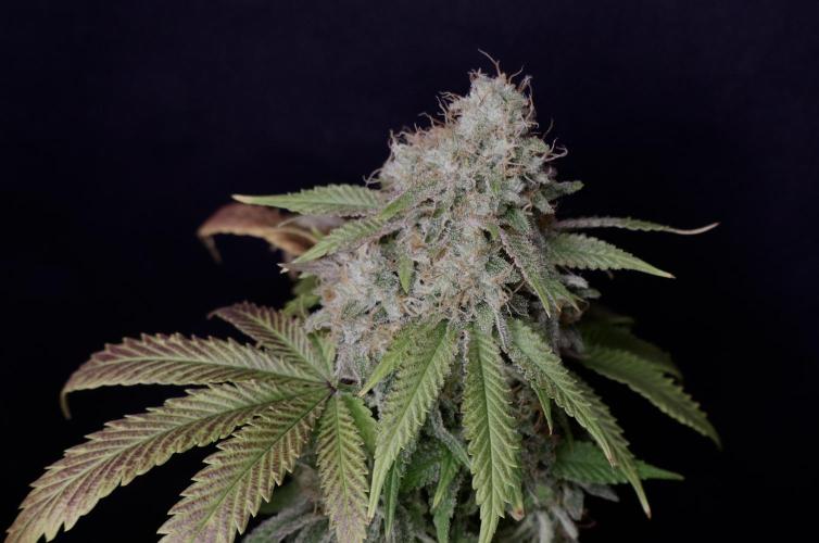 Sunset Sherbet Go Fast. Week 22
