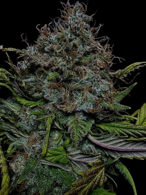 Sunset Sherbet Go Fast. Week 22
